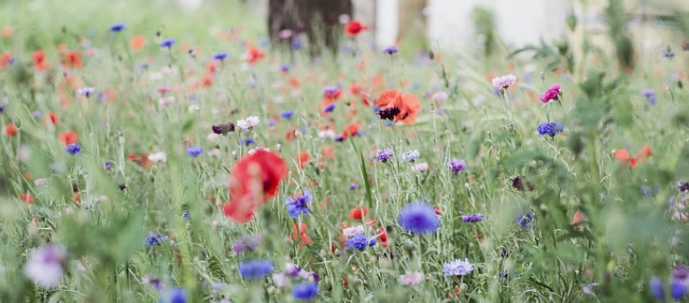 Field with poppies and meadow flowers